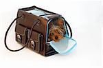 Yorkshire Terrier looking out of a brown and blue purse