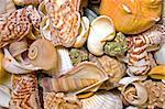 Closeup of a sea shells collection