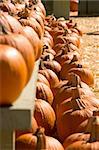 Rows fresh of pumpkins on pre-Halloween market
