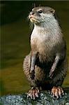 photo of oriental small clawed otter