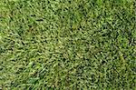 a green piece of a grass pattern