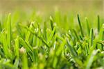 a detail of grass in perspective (soft focus)