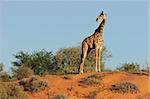 A giraffe (Giraffa camelopardalis) on a sand dune in the semi-desert Kalahari, South Africa