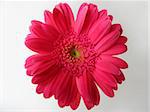 close up photo of pink gerbera on white background