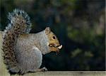 Squirrel eating a peanut close-up.