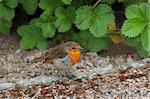 Robin standing on the earth with strawberry leaves to the rear.