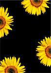 Four sections of sunflower flowerheads in full bloom against a black background.