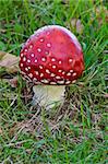 Beautiful amanita muscaria on blurred grass background. Shallow DOF