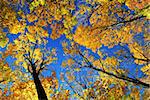 Canopies of tall colorful autumn trees in sunny fall forest