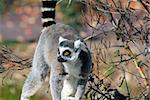 Portrat of a Ring-tailed Lemur (Lemur catta) with an autumn's background