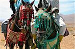 Moroccan riders on the road to marrakech close to TATA