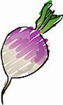 Sketch of a turnip. Hand-drawn lineart look illustration