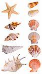 Seashells collection isolated on white background. Each element has a 8 Mp resolution