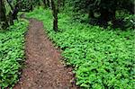 A dark brown trail through a lush green rainforest.