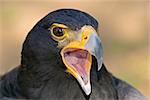 Portrait of a black eagle, South Africa