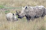 Mother Rhino with Baby Rhino in the grassland.