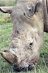 Closeup of an adult Rhino grazing