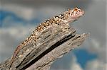 Bibron gecko on a branch, South Africa