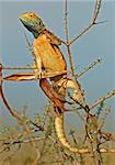 Male ground agama in bright breeding colors, South Africa