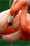 A pink flamingo grooming herself