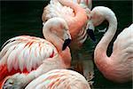 A group of pink and white flamingos grooming themselves