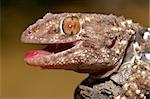 Portrait of a bibron gecko, South Africa