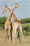 Two male giraffes fighting, Etosha National Park, Namibia