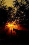 Silhouette of a horse taken at sunrise.