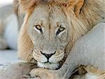 A big male lion resting, Kalahari, South Africa