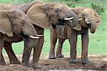 3 Young lephant bulls drinking in Addo Elephant National Park, South Africa