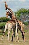 Two male giraffes fighting, Etosha National Park, Namibia