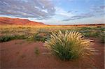 Grassland landscape at sunrise, Brandberg mountain, Namibia