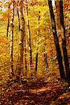 Fall forest background with hiking trail