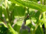 A daddy long legs insect on a leaf also known as the crane fly.