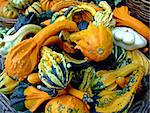 Colorful background of miniature pumpkin motives