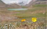 Alpine  meadow in the morning 4