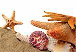 Seashell still life with sand and white background