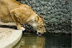 Lioness drinking water