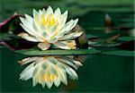 Water-lily and its reflection