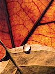 A macro shot of a water droplet on some leaves.