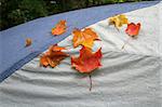 Wet fall colored leaves sitting on a tent.