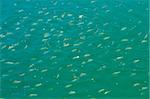 A shoal of fish in clear sea water, Mozambique, southern Africa