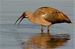 Hadeda Ibis (Bostrychia hagedash) standing in water, Kruger National Park, South Africa