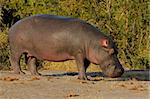 Hippopotamus (Hippopotamus amphibius), Sabie-Sand nature reserve, South Africa