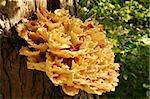 A large Tree fungus on a tree