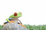 red-eyed tree frog (Agalychnis callidryas) on a rock with grass, closeup isolated on white