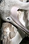 closeup of a pelican
