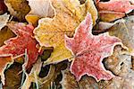 Brightly colored autumn leaves with dusting of frost.