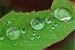 green leaf and water droplets in the gardens