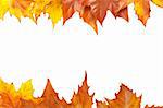 Colorful autumn border made from leaves, isolated on white background. Space for text